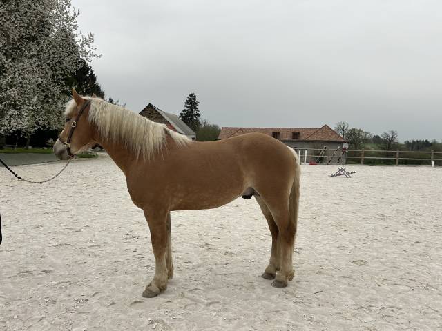 Hengst Haflinger Te koop 2021 Koffie vos